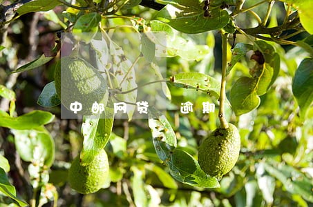 中邮网贷 逾期 中邮网贷 逾期